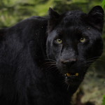Black panther 1
