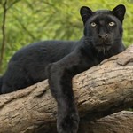 Black panther animals coat