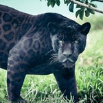 Black panther animals