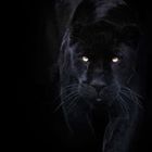 Blacke Panther - @blackepanther - Pinterest
