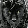 Black Panther - @blackp0763 - Pinterest
