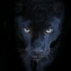 Black Panther - @black_panther0377 - TikTok