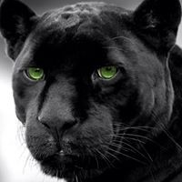 Black Panther - Quora