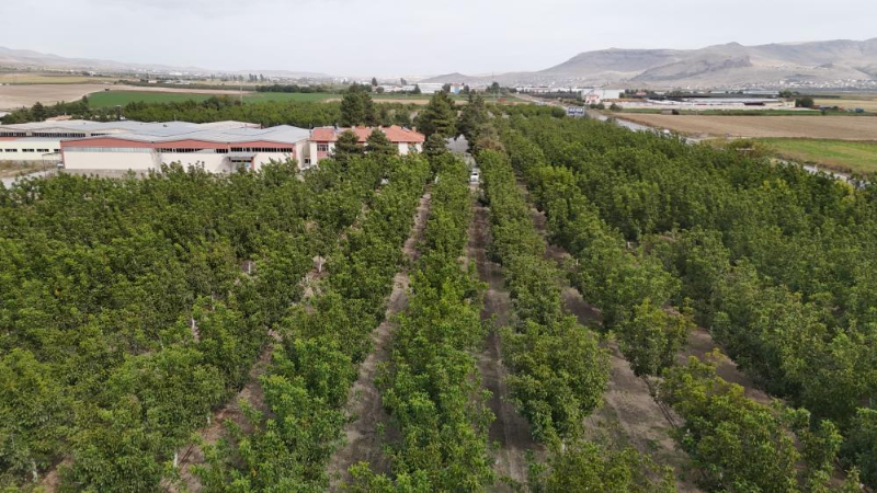 Kayseri’de Fabrika Bahçesinden 15 Ton Ceviz Hasadı Hedefi